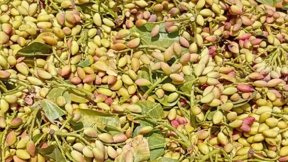 Urfa’da Fıstık Fiyatları Haftaya Düşüşle Başladı!