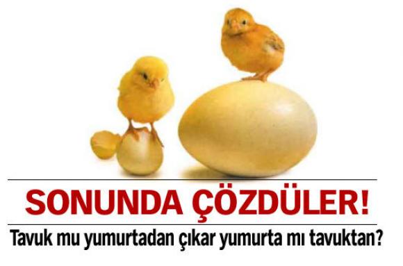 Sonunda çözdüler: tavulk mu yumurta mı