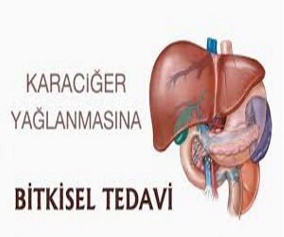 Karaciğer Yağlanmasına bitkisel destek